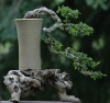 1369035261_chaugombonsai - anh 1