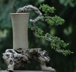 1369035261_chaugombonsai